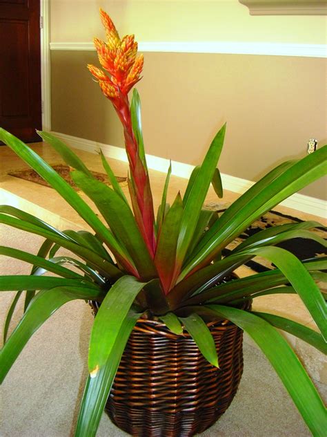 Exotic And Tropical Flowering Plants Exotic House Plants Tropical