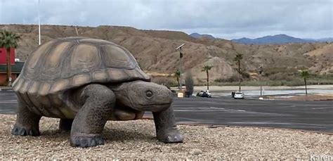 Bullhead City Az Poki The Worlds Largest Desert Tortoise