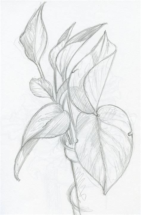 Pencil Sketch Plants By Paulhebron On Deviantart