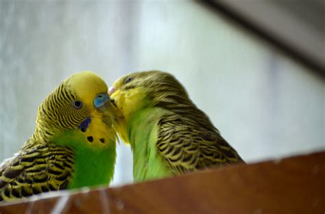 Kissing Parakeets Free Stock Photo Public Domain Pictures