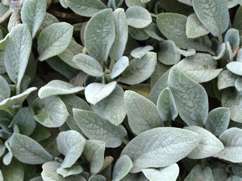 Silver Foliage Plants For Your Garden