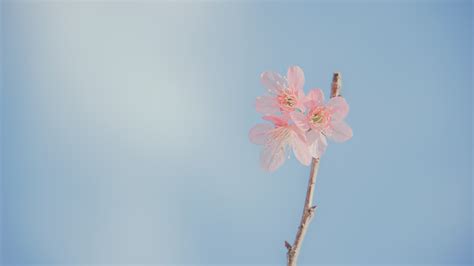 Free Images Pink Flower Petal Sky Plant Stem Botany Spring