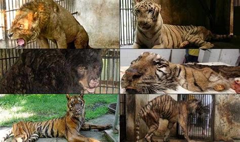 Basic facts about indonesia animals: 'Zoo Of Death' in Indonesia shows shocking animal cruelty ...