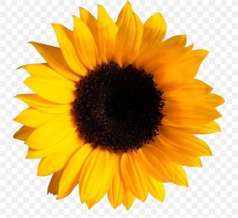 Clip Art Transparency Image Common Sunflower Png