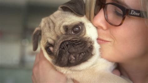 15 Signs Youre A Crazy Pug Person And Damn Proud To Be