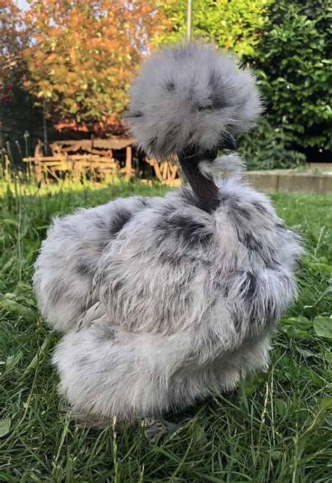 Pin On Silkie Chickens