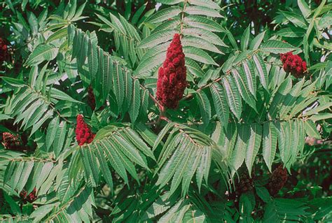 W And W Nursery And Landscaping Sumac Tea Is Rich In Vitamin C