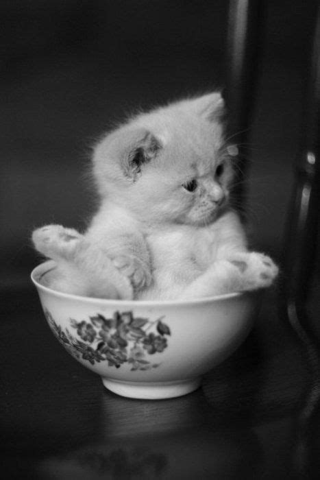 18 Best Teacup Kitties Images Funny Cats Adorable Animals Adorable