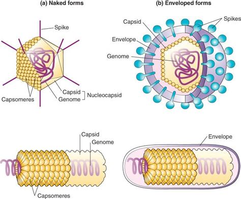 Types Of Viruses And Their Structure Download Scientific Diagram