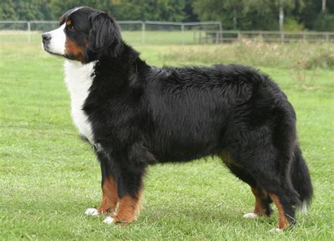 Bernese Mountain Dog With Images Mountain Dogs Dogs Bernese
