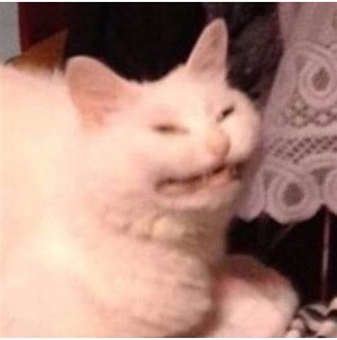 Create Meme Cat Cat Cursed Cat Images Pictures Meme