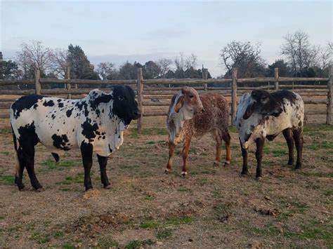 Sardo Negro Brahma Bull 1 Yr Old With 2 Gyr Heifers At The Vhr Ranch