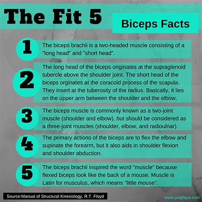 Biceps Facts Exercises Justjfaye Familiar Curls Talk