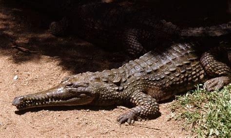 Crocodile With Long Legs Crocodile