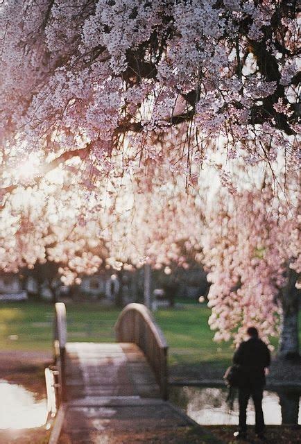 Cherry Blossoms Westmoreland Park Portland Oregon Zen Place
