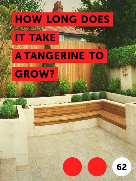 Learn How Long Does It Take A Tangerine To Grow How To Guides Tips