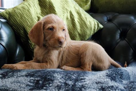 Puppies should be here march first and ready to be in you… we have two started male vizsla bird dogs for sale. Hungarian Wirehaired Vizsla Male Puppy | Egham, Surrey ...