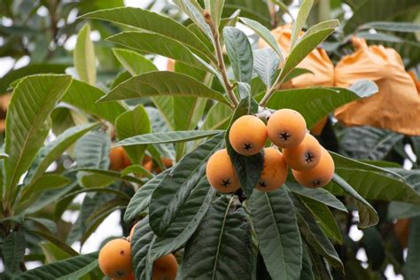 How Fast Does A Loquat Tree Grow Zef Jam