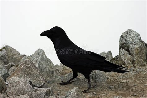 Big Crow Standing On A Stone Stock Photo Image 44795406