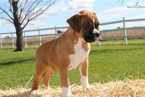 Kansas city, mo (ksc) killeen / temple / ft hood (grk) lawrence, ks (lwr). Boxer puppy for sale near Kansas City, Missouri. | 2a803ca2-be41