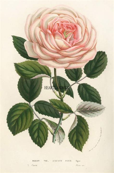 Vintage Pink Blush Rose Flower Print Art Graphic Download Etsy