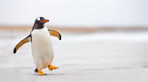 As Penguins Dive Their Location Data Takes Flight Institute For The