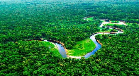 Selva dónde se ubica la región amazónica del Perú y cuáles son las