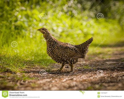 A Spruce Grouse In The Forest Stock Image Image Of Gamebird Grouse