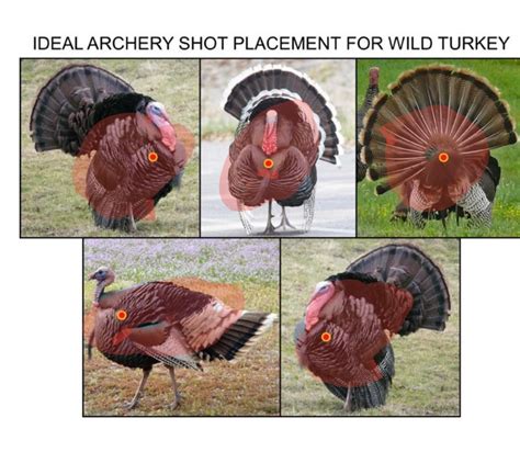 Turkey Shot Placement Archery Turkey Hunting Nj Woods Water