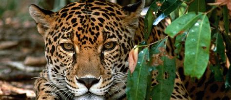 Corcovado national park is the crown jewel of costa rica's national park system. Corcovado National Park Costa Rica Osa - Corcovado
