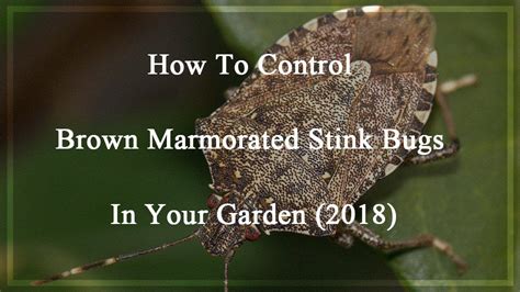 How To Control Brown Marmorated Stink Bugs In Your Garden 2018 Pest