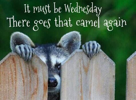 Featured hump day camel memes see all. It Must Be Wednesday There Goes That Camel Again Pictures ...