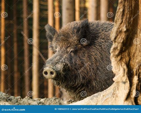 Head Of Wild Boar Sus Scrofa In Autumn Forest Stock Photo Image