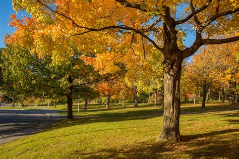 Maple Tree in Autumn Colors in Montreal, Canada. Stock Photo - Image of ...