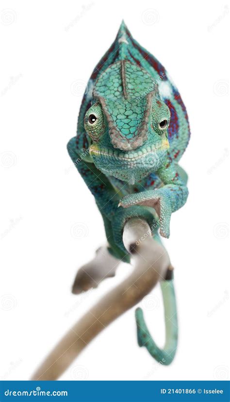 Panther Chameleon Nosy Be Furcifer Pardalis Royalty Free Stock Image