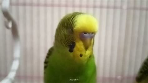 My Budgie Chirping Budgie Soundreduce Stress🐥🐥 Youtube