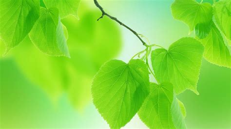 Leaves Green Nature Free Background Hd Desktop Wallpaper Widescreen