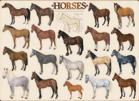 Horses Breed A Diagram Quizlet