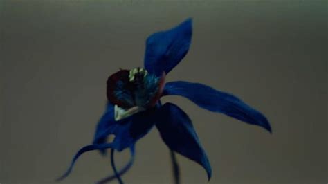 Little Women What Is The Meaning Behind The Deadly Blue Orchid Lets