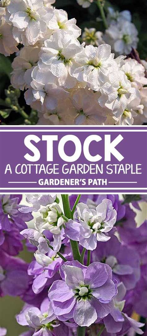 How To Grow Stock In Your Cottage Garden Gardeners Path