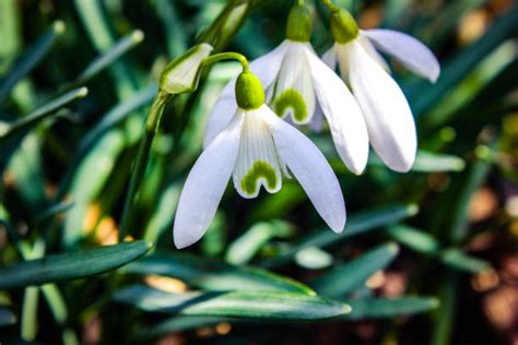 Planting Snowdrops Stock Photos Pictures And Royalty Free Images Istock