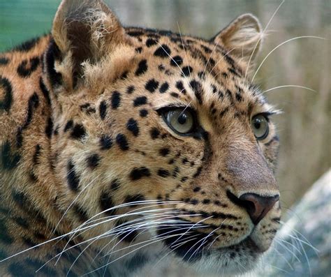 Greenville Zoo Supporting Amur Leopard Conservation Efforts
