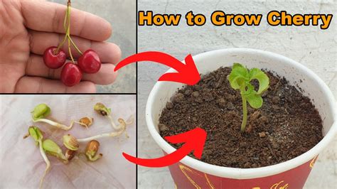 How To Grow Cherry Plant At Home The Easiest Way To Grow Cherry From Seeds Youtube