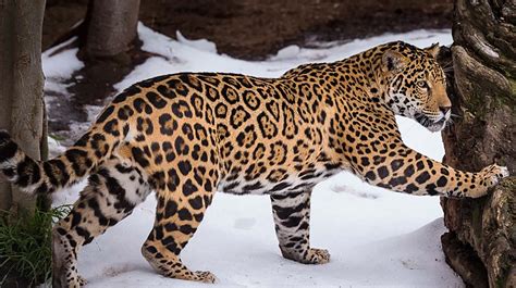 Jaguar San Diego Zoo Animals And Plants