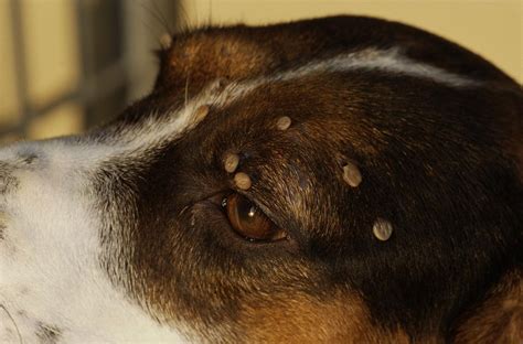 Can A Tick Bite Cause Swollen Lymph Nodes In Dogs