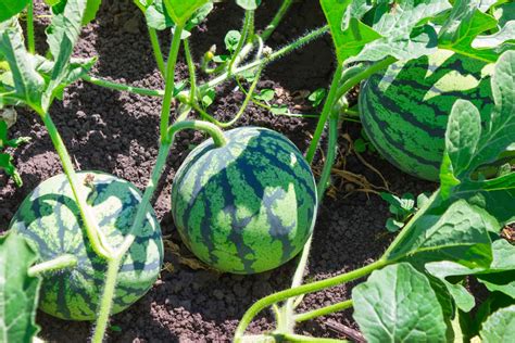 How To Grow Watermelons Farmers Almanac Plan Your Day Grow Your Life
