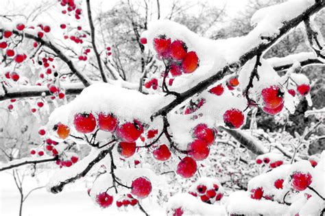 Winter Berries Stock Photo Image Of Snow Cold Snowfall 1597992