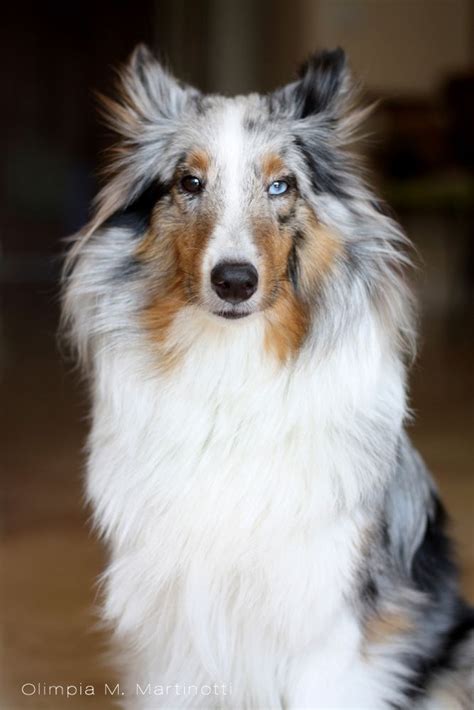 Another year went by and we got cash and his friend gunner, the. Blue Merle Shetland Sheepdog....BEAUTIFUL! | Shetland ...