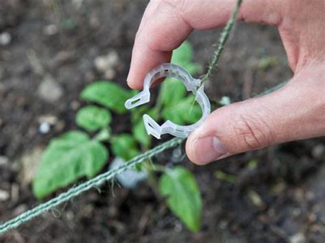 Trellis Clips And Trellis Hooks For Tomatoes And Climbing Plants