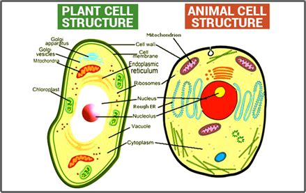 Spindles formed during cell divisions in anastral i.e. Difference Between Plant and Animal Cell - Structural ...